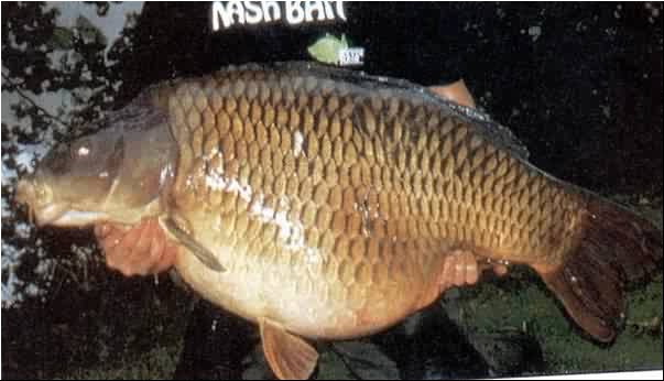 31kg dagi2.jpg
