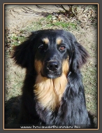 Szőke Tiszaparti Apol