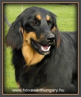 Szőke Tiszaparti Apol