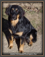 Szőke Tiszaparti Apol