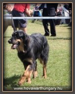 Szőke Tiszaparti Apol