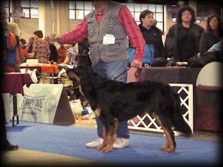 CALIMERO KATCINA SMECKA