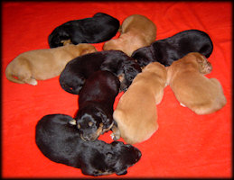 KISKUTYÁINK 1 HETESEK! - PUPPIES ARE 1 WEEK OLD!