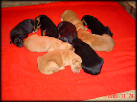 KISKUTYÁINK 1 HETESEK! - PUPPIES ARE 1 WEEK OLD!