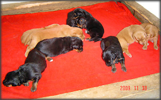 KISKUTYÁINK 2 HETESEK! - PUPPIES ARE 2 WEEKS OLD!
