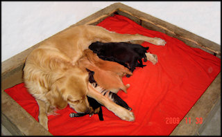 KISKUTYÁINK 2 HETESEK! - PUPPIES ARE 2 WEEKS OLD!