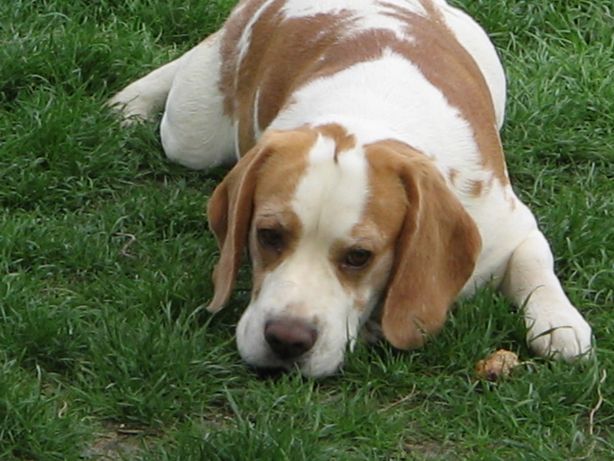 Halasi Blanche Brendon