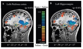 feromonok hat&aacute;sa atudatalattira