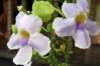 orchidea2_small.jpg