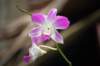 orchidea_small.jpg