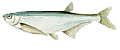 Garda