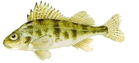 Szles durbincs
