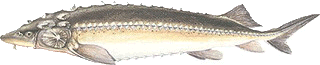  Vágótok