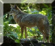 Prrifarkas - coyot