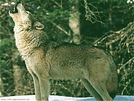Szrke farkas