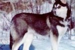 Husky