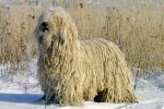 Komondor