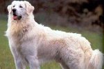 Kuvasz