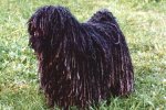 Puli