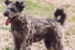 Pumi