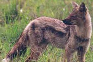 Canis adustus
