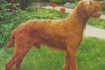Drtszoru s rvidszoru magyar vizsla