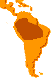 lohelye: Brazilia trpusi erdi.