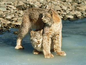 Lynx canadensis