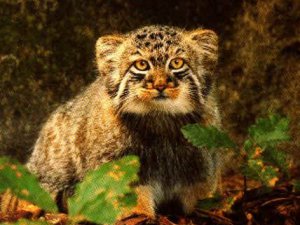 Pusztai macska vagy manul