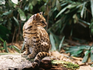 Ocelot