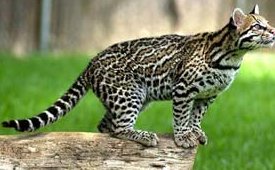 Leopardus pardalis