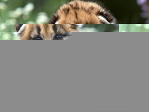 Puma (Vissza)