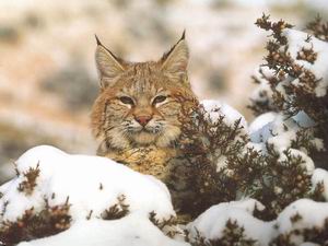 Bobcat