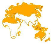 Élőhelye: Afrika és Ázsia