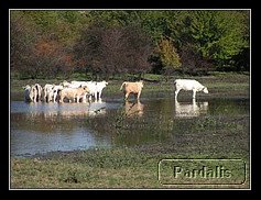 Recovered_JPEG Digital Camera_12718.jpg