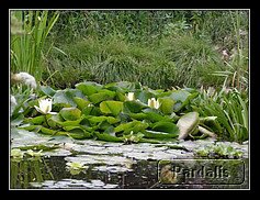 Recovered_JPEG Digital Camera_4947.jpg