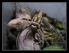 Recovered_JPEG Digital Camera_4973_filtered.jpg