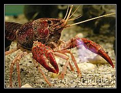 Recovered_JPEG Digital Camera_5560_filtered.jpg