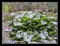 Recovered_JPEG Digital Camera_838.jpg