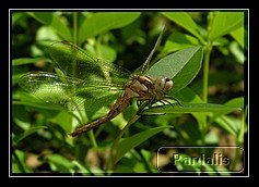 dragonfly.jpg