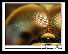 dragonfly_eye.jpg