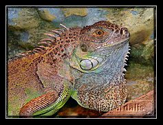 iguana_III.jpg