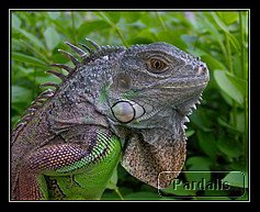 iguana_IV.jpg