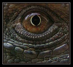 iguana_eye.jpg