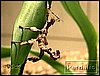 extatosoma_tiaratum_1.jpg