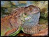 iguana_III.jpg