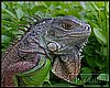 iguana_IV.jpg