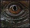 iguana_eye.jpg