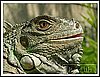 leguan.jpg