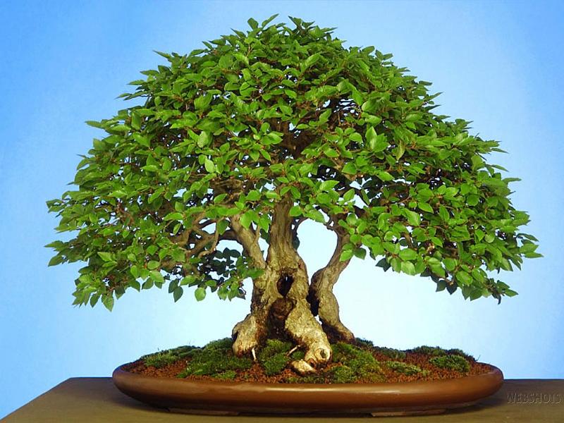 bonsai-01